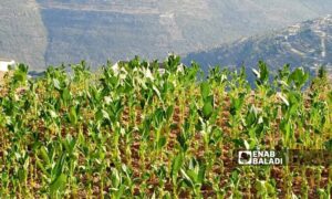 محصول التبغ في قرية الدالية بريف جبلة في اللاذقية شمال غربي سوريا- تموز 2023 (عنب بلدي/ ليندا علي)

