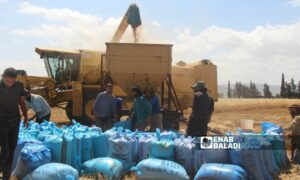 مزارعون يحصدون محصول القمح جنوبي إدلب- 4 من حزيران 2023 (عنب بلدي/ إياد عبد الجواد)