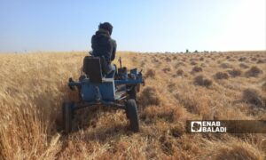 عامل يحصد القمح بواسطة آلة حصاد في ريف درعا الغربي- 2 من حزيران 2022 (عنب بلدي/ حليم محمد)