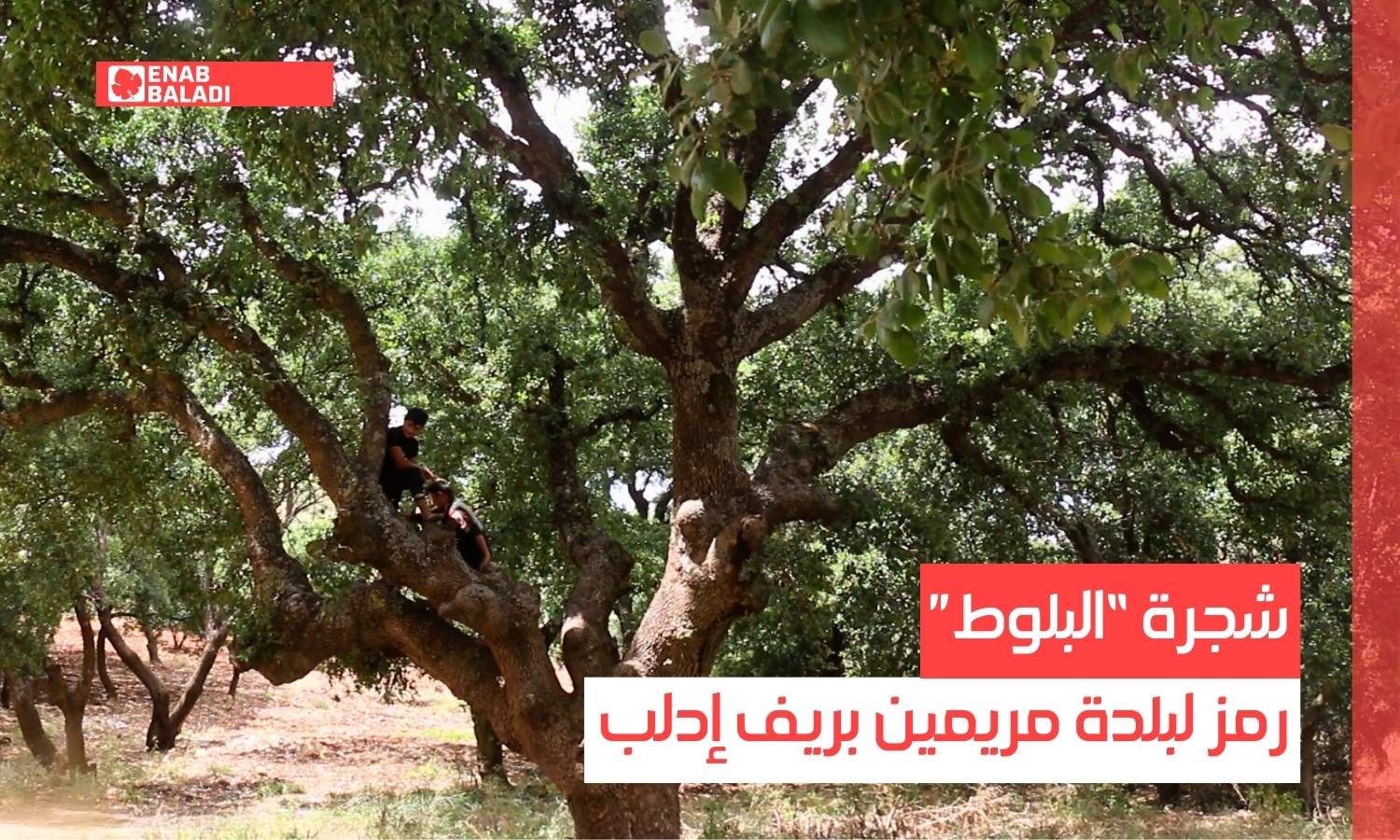 شجرة "البلوط" رمز لقرية مريمين بريف إدلب