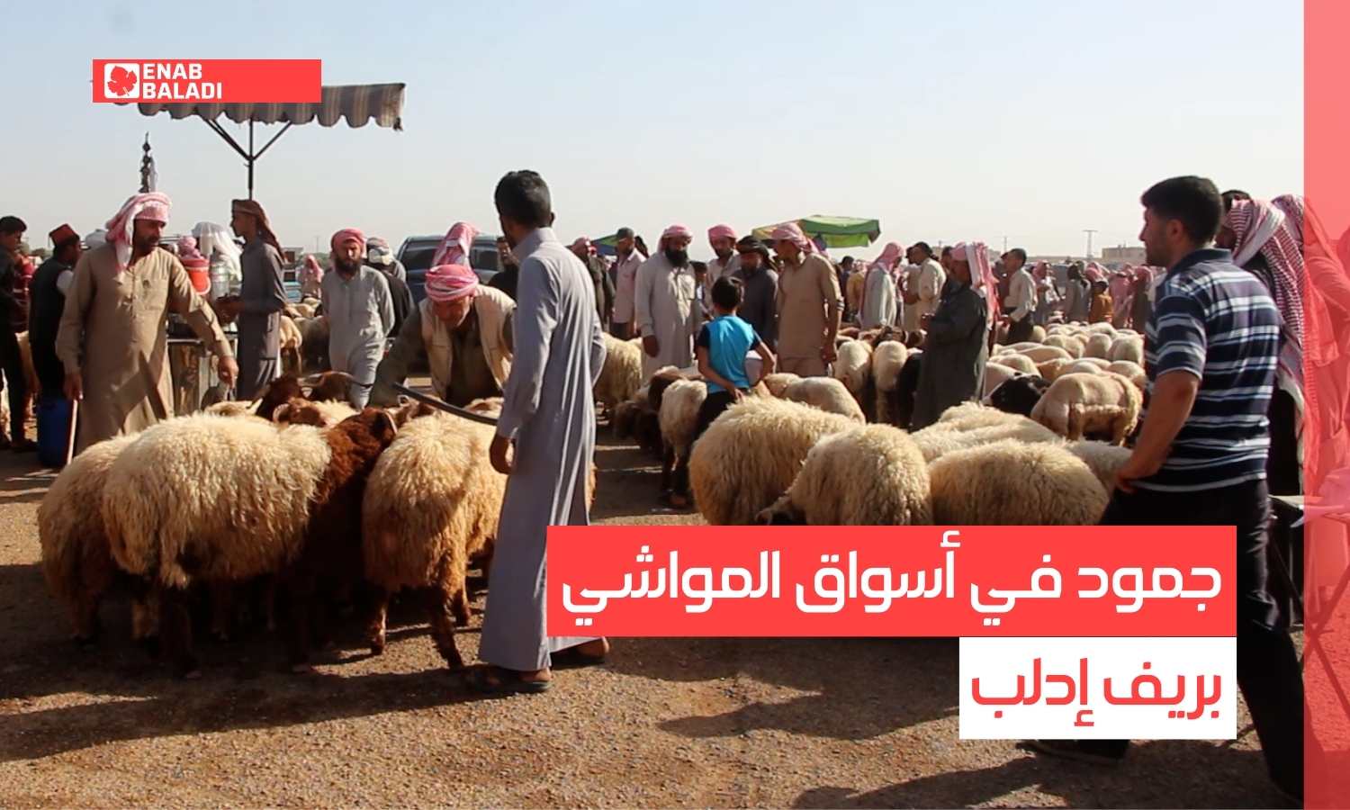 جمود في الأسواق يسبب خسائر لتجار المواشي في ريف إدلب