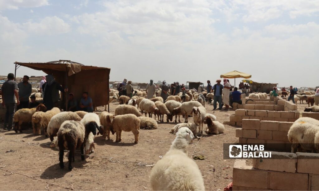 الإقبال ضعيف على شراء الأضاحي في سوق الغنم في الحسكة - 8 من حزيران 2024 (عنب بلدي/ ريتا أحمد)