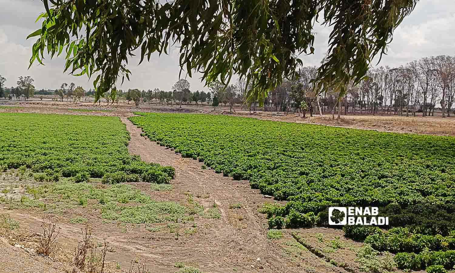 بحيرة المزيريب في ريف درعا الغربي تحولت لأرض زراعية - 14 تموز 2024 (عنب بلدي /حليم محمد)