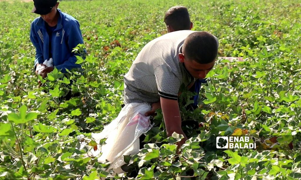 أجور جني القطن لا ترضي العمال في رأس العين شمال غربي الحسكة - 28 أيلول 2023 (عنب بلدي)