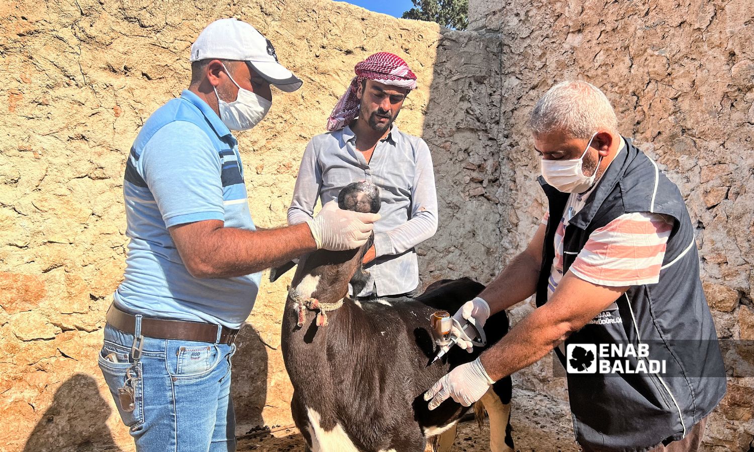 تلقيح الماعز ضد مرض "الحمى القلاعية" في مدينة الباب بريف حلب الشرقي - 15 تشرين الأول 2024 (عنب بلدي/ وليد الإدلبي)