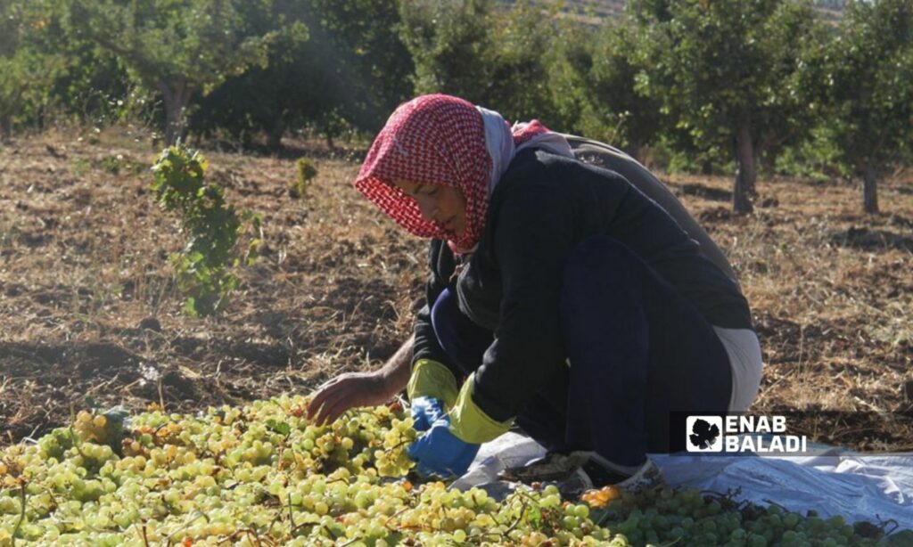 يبدأ موسم قطاف العنب في أيلول من كل عام في السويداء - 14 أيلول 2024 (تشرين)