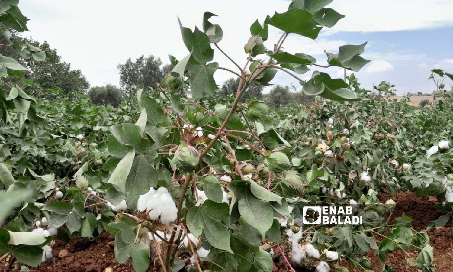 محصول القطن في إحدى الأراضي الزراعية بريف إدلب الغربي- 11 من أيلول 2023 (عنب بلدي/ أنس الخولي)