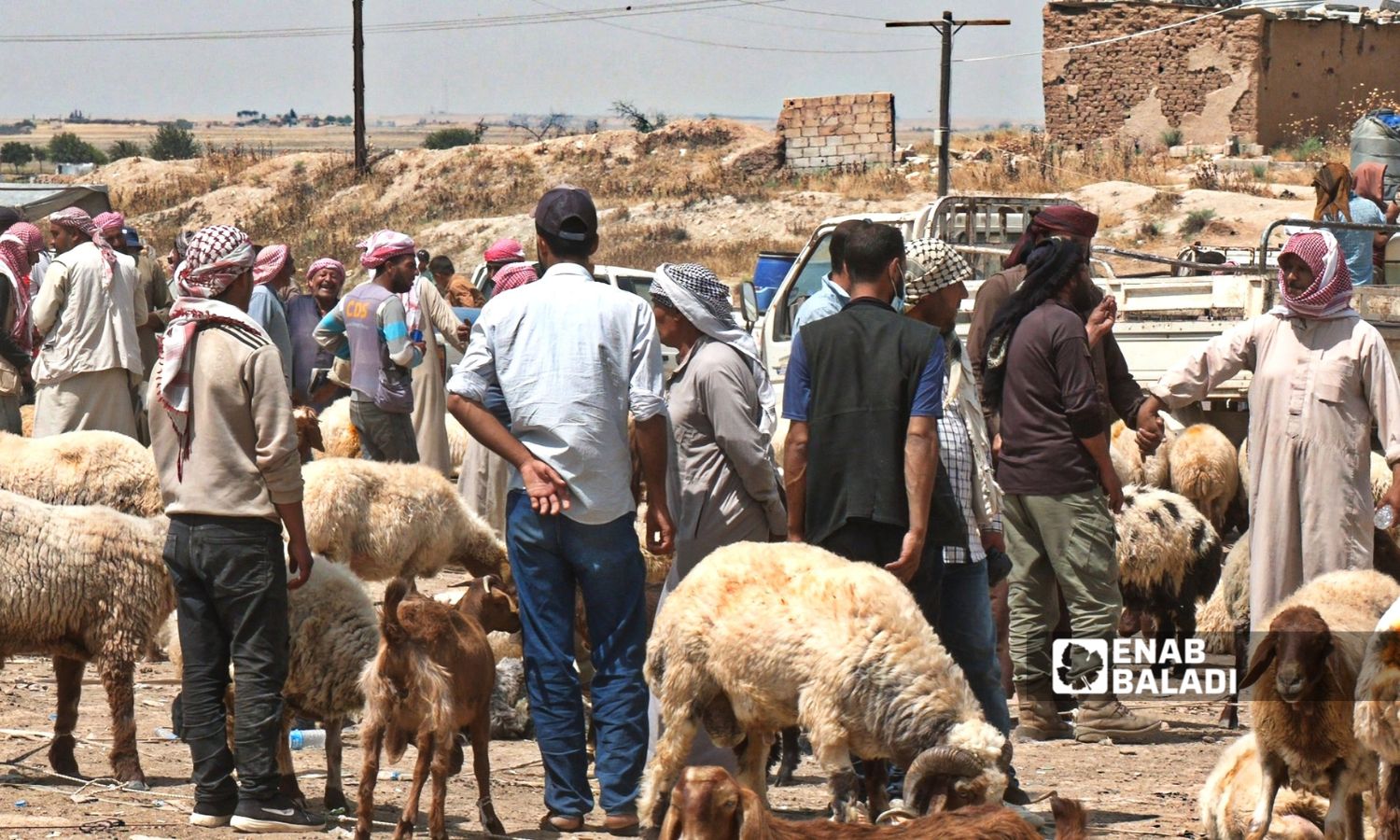 حركة أسواق الماشية "ضعيفة" في مدينة الحسكة وأريافها - 10 كانون الثاني 2025 (عنب بلدي)