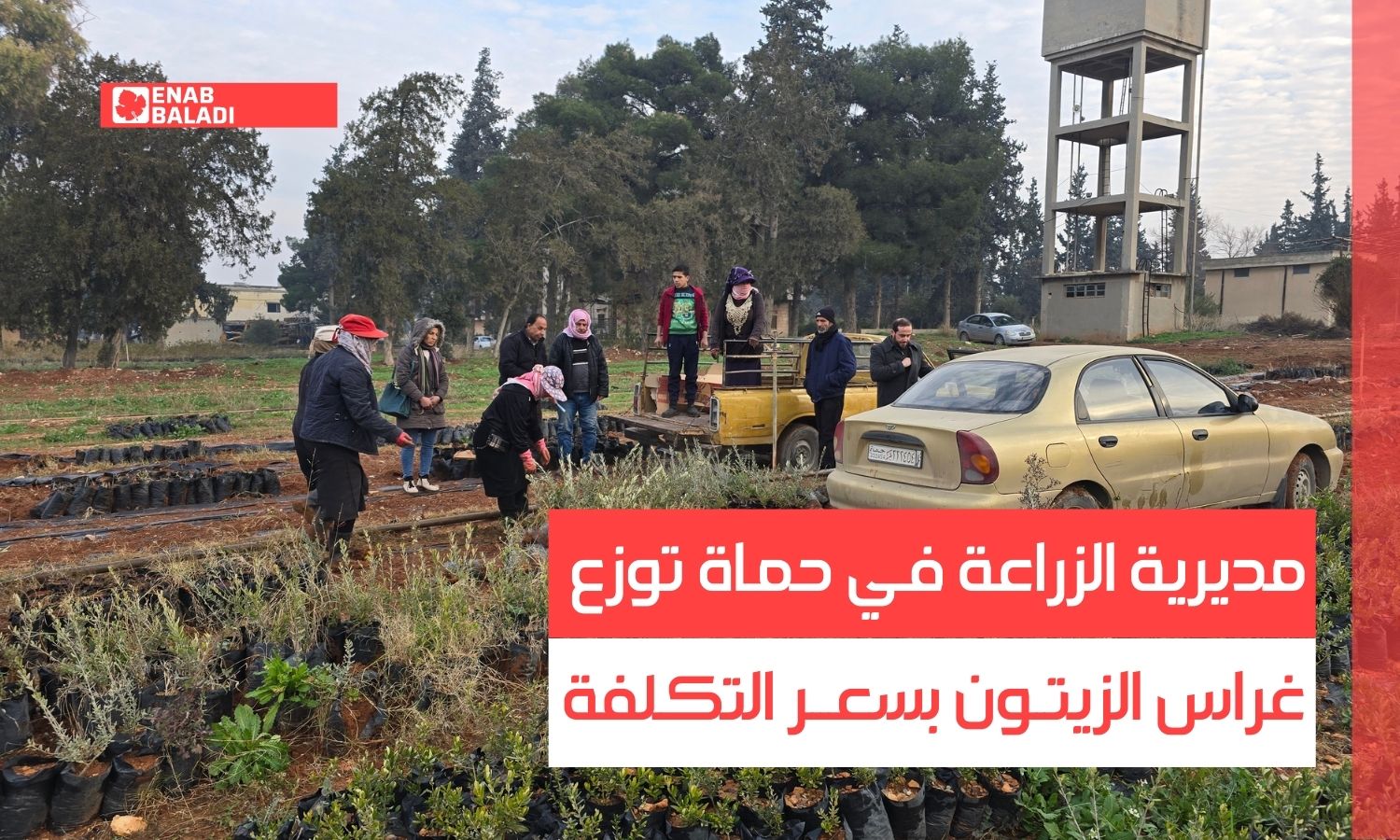 مديرية الزراعة في حماة توزع غراس الزيتون بسعر التكلفة