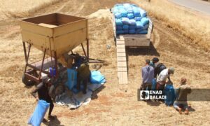 مزارعون يحصدون محصول القمح جنوبي إدلب - 4 حزيران 2023 (عنب بلدي/ إياد عبد الجواد)
