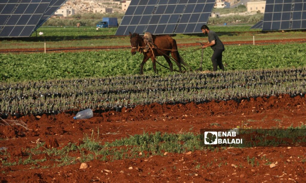 قلة الأمطار تسبب خسائر مالية لمزارعي إدلب - 25 نيسان 2025 (عنب بلدي/ سماح علوش)