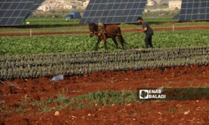 قلة الأمطار تسبب خسائر مالية لمزارعي إدلب - 25 نيسان 2025 (عنب بلدي/ سماح علوش)

