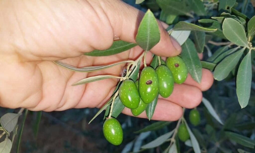 آثار ذبابة ثمار الزيتون (المهندسة ربا المعلم)