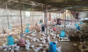 دجاج داخل مدجنة في ريف حمص الغربي 29 نيسان - 2025 (عنب بلدي / زينب ضوا)