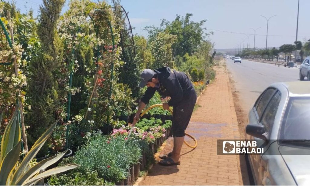 يقدم أصحاب المشاتل عروضًا ترويجية بأسعار مخفضة سواء للمبيع بالجملة أو بالقطعة - 13 حزيران 2025 (عنب بلدي/ سماح علوش)