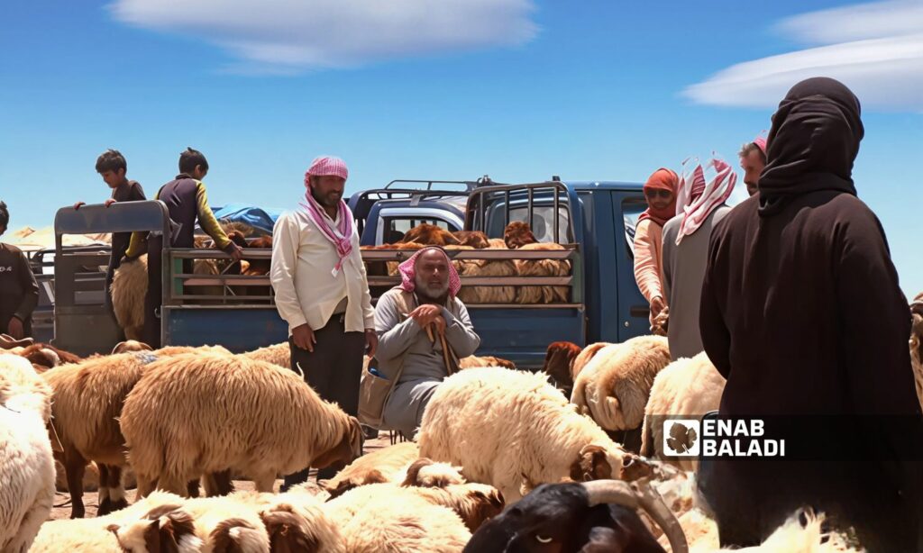 يتراوح سعر الخروف بوزن نحو 35 كيلوغرامًا من اللحم الصافي بين 1.3 مليون ليرة سورية ومليوني ليرة - 3 حزيران 2025 (عنب بلدي)