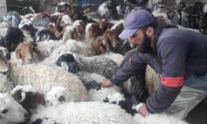 تراجع عدد المواشي في ريف دمشق إلى  130 ألف رأس من الأبقار ونحو 1.5 مليون رأس من الأغنام 23 من نيسان 2025 (مديرية زراعة دمشق وريفها/فيسبوك)