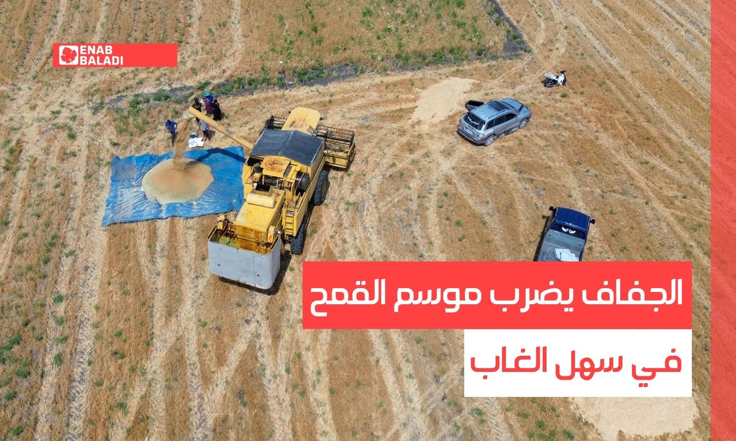 الجفاف يضرب موسم القمح في سهل الغاب