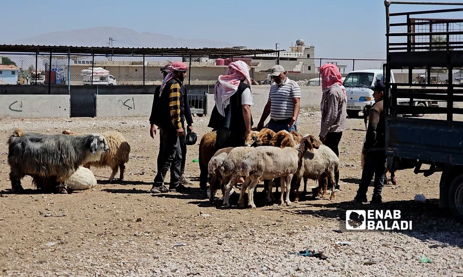 إقبال محدود على شراء الأضاحي في سوريا تزامنًا مع قدوم عيد الأضحى - 5 حزيران 2025 (عنب بلدي/أحمد مسلماني)
