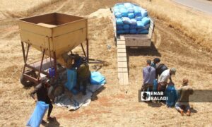 مزارعون يحصدون محصول القمح جنوبي إدلب - 4 حزيران 2023 (عنب بلدي/ إياد عبد الجواد)