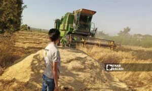 حصاد موسم قمح في ريف درعا الغربي 
24 حزيران 2024
عنب بلدي /محجوب الحشيش
 