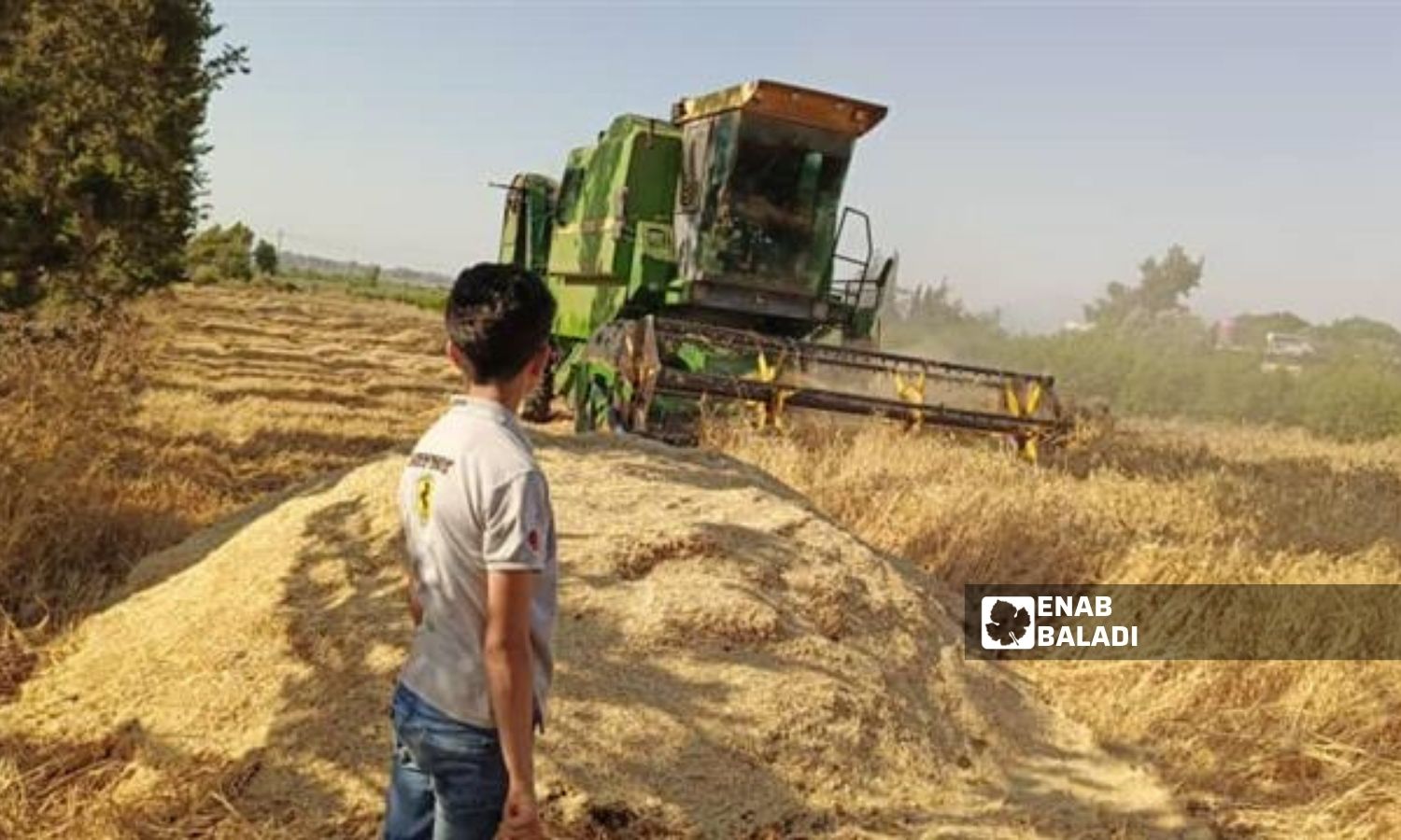 حصاد موسم قمح في ريف درعا الغربي 24 حزيران 2024 عنب بلدي /محجوب الحشيش