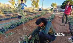 عامل يزيل الاعشاب من حول شتول الزيتون في بلدة تل شهاب في ريف درعا الغربي - 7 تموز 2052 (عنب بلدي/ محجوب الحشيش)
