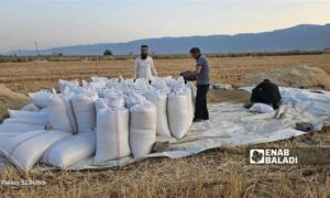 صوامع "شطحة" تتسلم القمح من مزارعي سهل الغاب في ريف حماة - 10 حزيران 2025 (عنب بلدي/ إياد عبد الجواد)