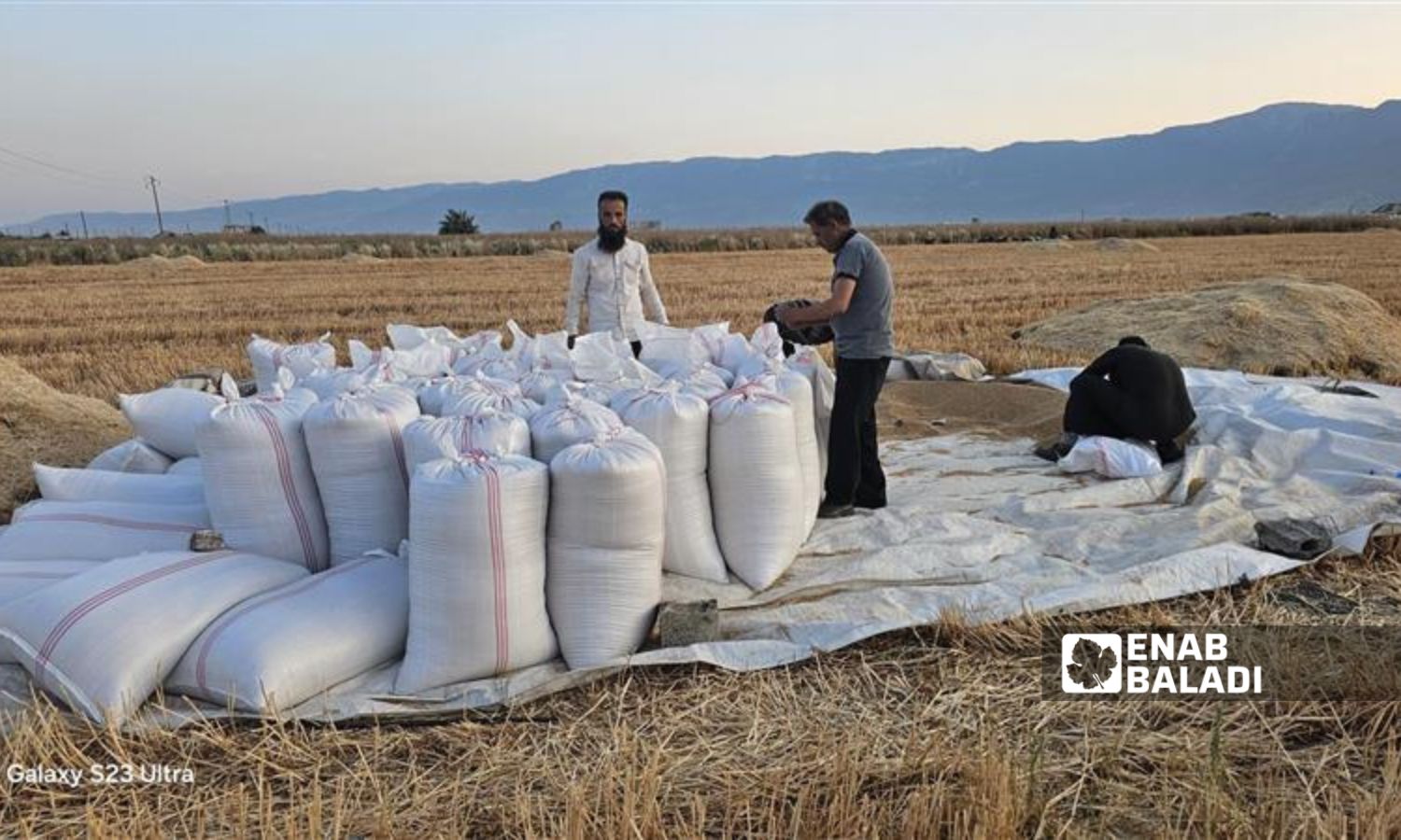 صوامع "شطحة" تتسلم القمح من مزارعي سهل الغاب في ريف حماة - 10 حزيران 2025 (عنب بلدي/ إياد عبد الجواد)