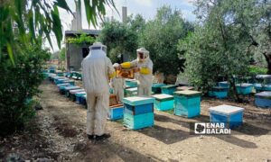 نحال يكشف على خلايا النحل في بلدة كويا في ريف درعا الغربي - 13 أيار 2025 (عنب بلدي/ محجوب الحشيش)
