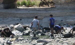 أطفال يستخرجون أسماكًا نافقة بسبب الجفاف في نهر العاصي بمدينة جسر الشغور بريف إدلب الغربي - 5 آب 2025 (عنب بلدي/ محمد مصطو) 
