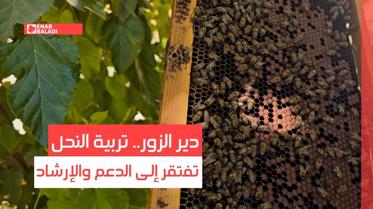 دير الزور.. تربية النحل تفتقر إلى الدعم والإرشاد