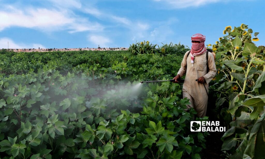 مزارع يرش حقل قطن بالمبيدات في قرية تل برغي التابعة لمدينة تل أبيض شمالي الرقة - 30 آب 2025 (عنب بلدي)