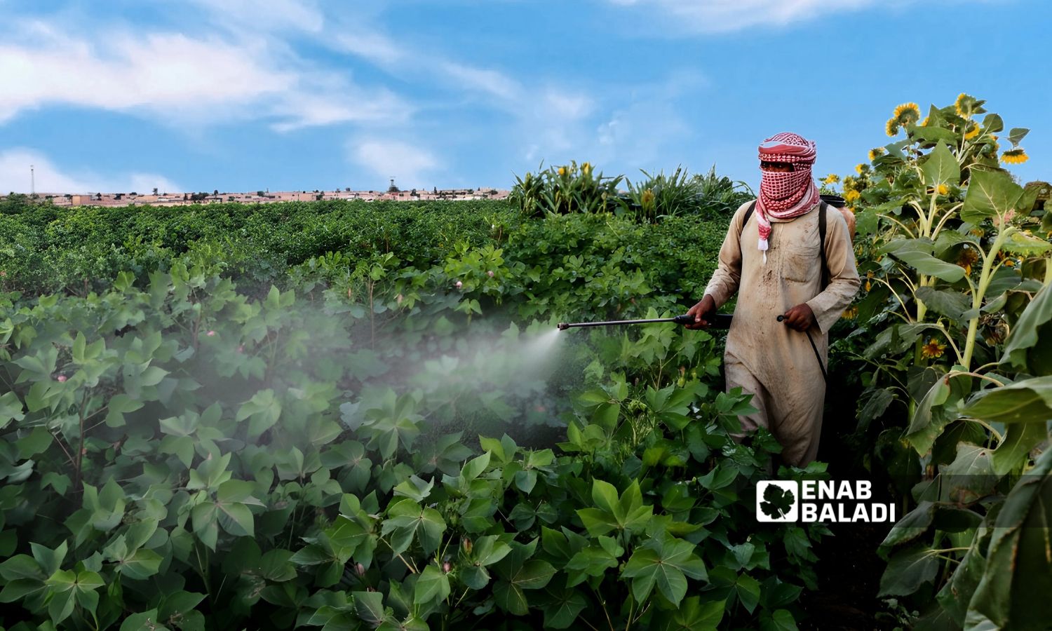 مزارع يرش حقل قطن بالمبيدات في قرية تل برغي التابعة لمدينة تل أبيض شمالي الرقة - 30 آب 2025 (عنب بلدي)