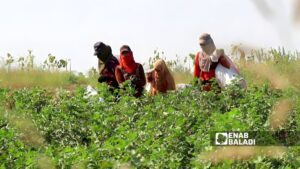 نساء يعملن في قطاف القطن شمالي سوريا - أيلول 2025 (عنب بلدي)