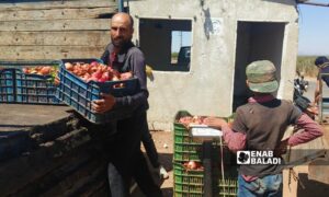 مركز لشراء الرمان المتشقق في بلدة تل شهاب بريف درعا الغربي - 20 أيلول 2025 (عنب بلدي/ محجوب الحشيش)
