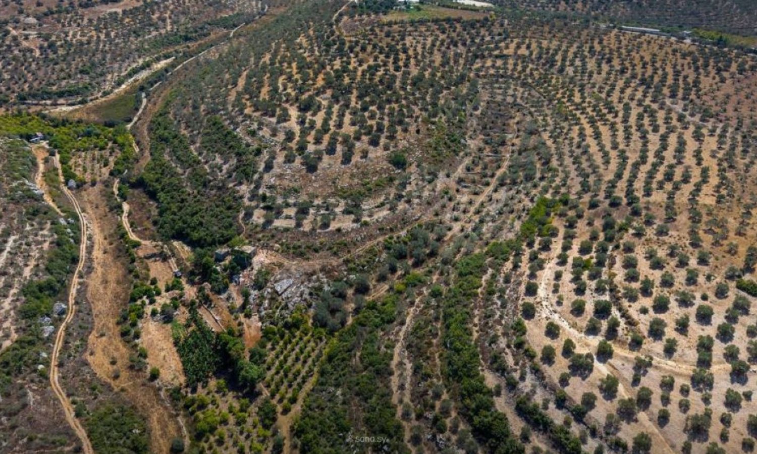 حقول زيتون بريف محافظة طرطوس - 22 آب 2025 (سانا)