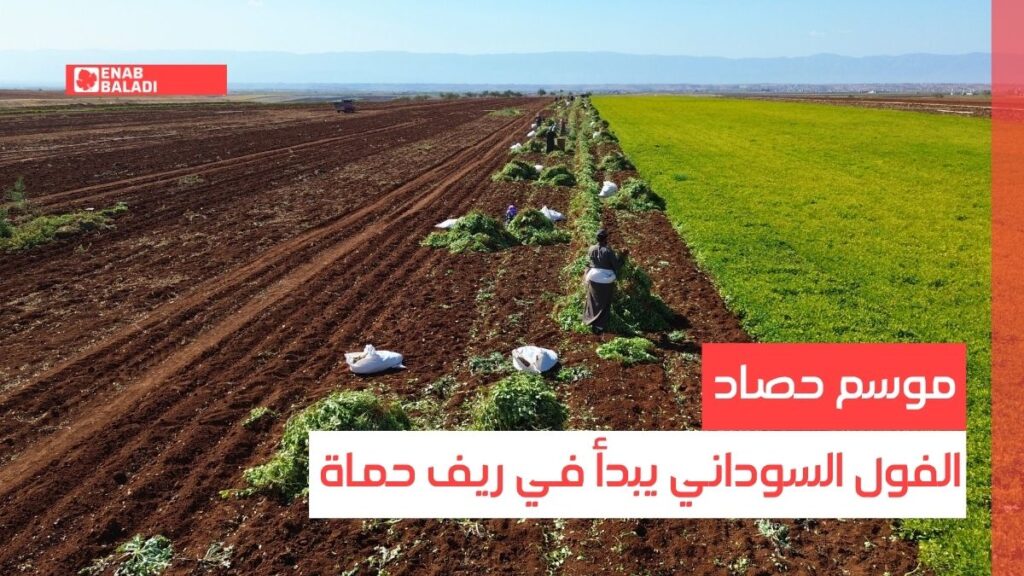 موسم حصاد الفول السوداني يبدأ في ريف حماة