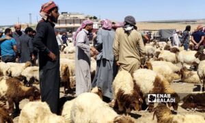 تعاني أسواق المواشي في رأس العين من ركود بسبب غلاء أسعار الأعلاف - أيلول 2025 (عنب بلدي)
