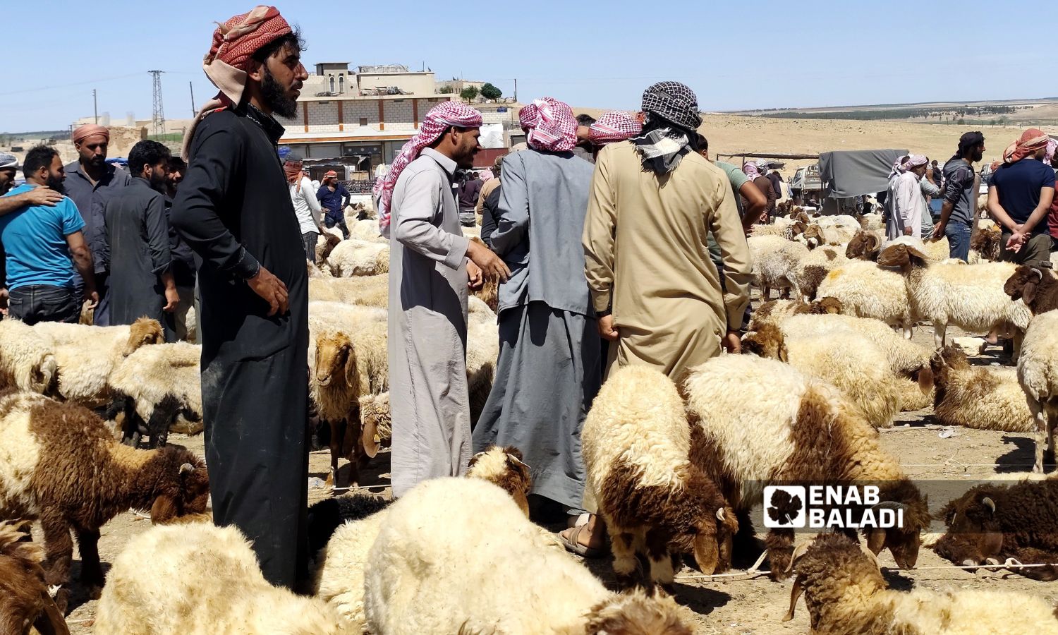 تعاني أسواق المواشي في رأس العين من ركود بسبب غلاء أسعار الأعلاف - أيلول 2025 (عنب بلدي)