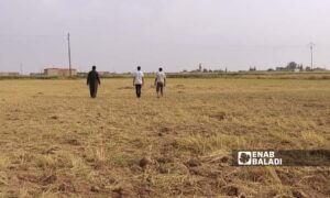مزارعون على أرض زراعية بعد خسارة موسم الكمون - 6 أيار 2025 (عنب بلدي)
