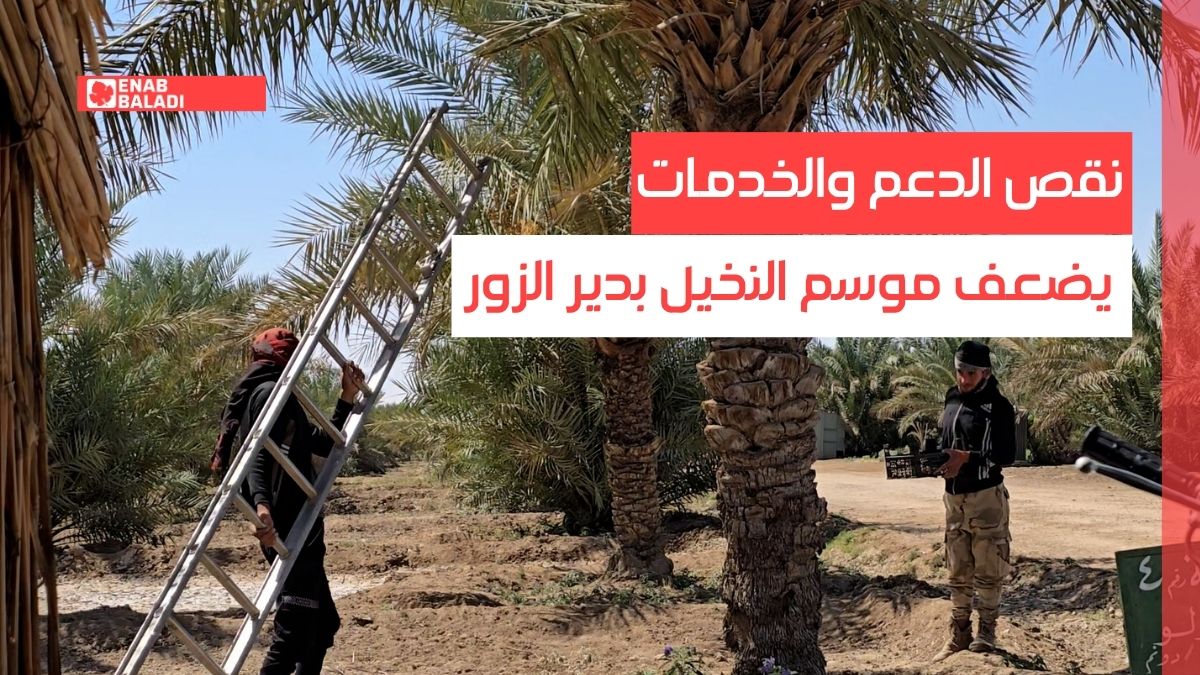 نقص الدعم والخدمات يضعف موسم النخيل بدير الزور