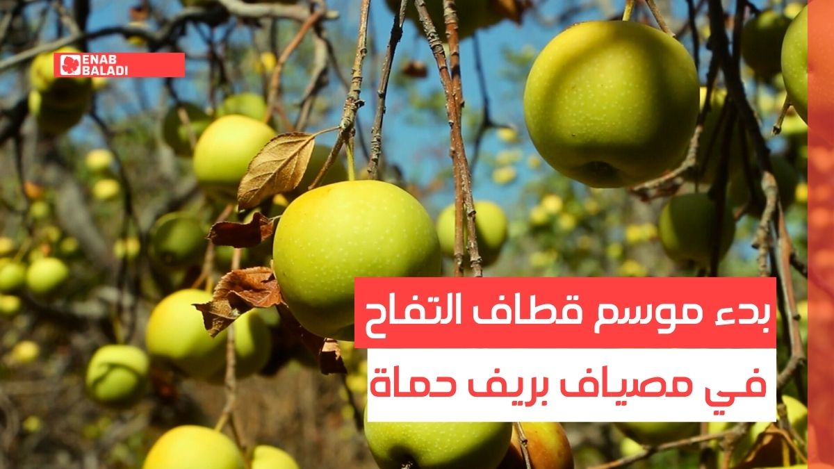 بدء موسم قطاف التفاح في مصياف بريف حماة