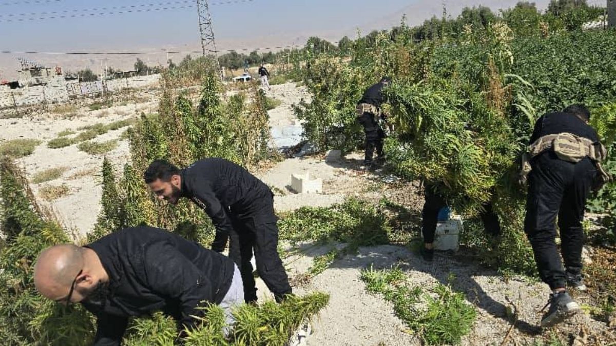 عناصر مكافحة المخدرات تضبط مزرعة في دوما لزراعة القنب - 9 تشرين الأول 2025 (وزارة الداخلية السورية/ فيسبوك)