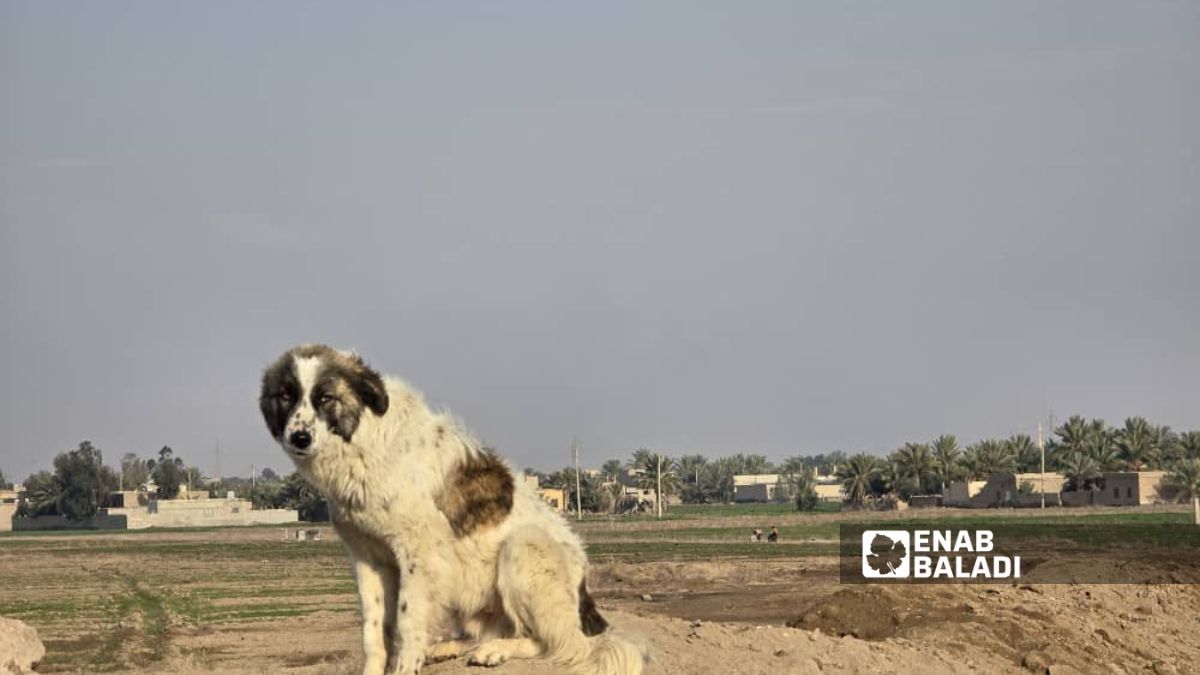 كلب شارد على أطراف مدينة الميادين بريف دير الزور الشرقي - 2 تشرين الاول 2025 (عنب بلدي/ مروان المضحي)