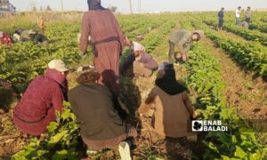 عمال مياومة يعملون في أراضي جلين في ريف درعا - 1 أب 2025 (عنب بلدي/ محجوب الحشيش)
