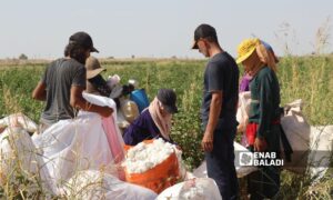 عمال يجنون محصول القطن في مدينة رأس العين شمالي سوريا - 8 تشرين الأول 2025 (عنب بلدي)

