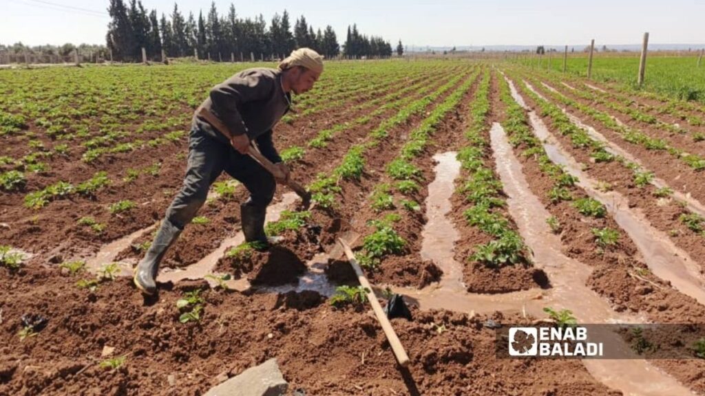 مزارع يفلح الأرض في ريف درعا - 2 شباط 2025 (عنب بلدي/محجوب الحشيش)
