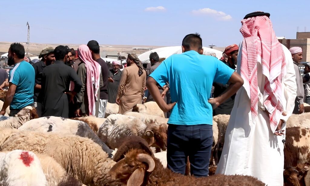 بازار الأغنام في مدينة رأس العين بريف الحسكة - 6 نيسان 2025 (عنب بلدي)
