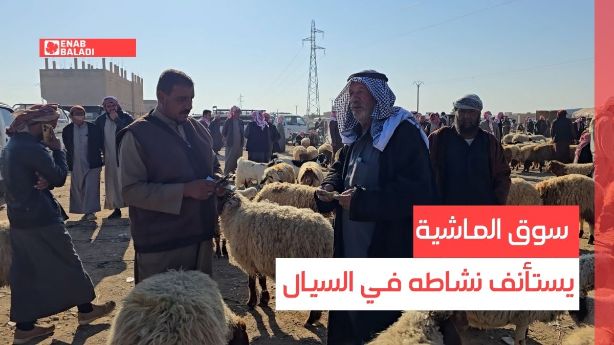 دير الزور.. سوق الماشية يستأنف نشاطه في السيال